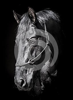 horse in halter of rope on a dark background