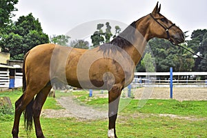 The horse. Haras in Rio de Janeiro