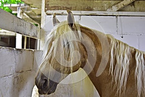 The horse. Haras in Rio de Janeiro photo