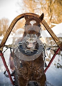 Horse in harness