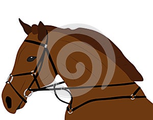 Horse in harness, animal head close-up. Vector illustration