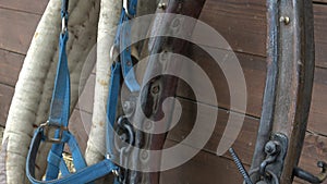 Horse harness on a background of a wooden wall.