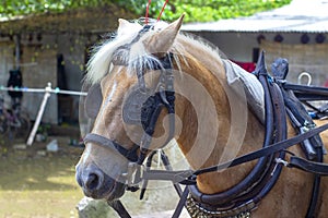 The horse in the harness and blinders waiting