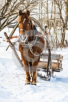 A horse in a harness with a homemade sleigh standing in the snow