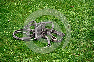 Horse harness lies on a green lawn close-up