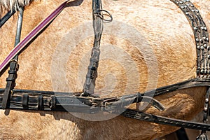 Horse in harness. Portrait of a horse