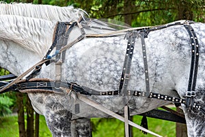 Horse in harness. Portrait of a horse