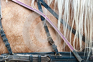 Horse in harness. Portrait of a horse