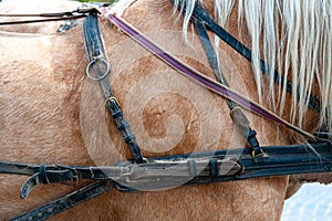 Horse in harness. Portrait of a horse