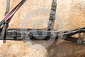Horse in harness. Portrait of a horse
