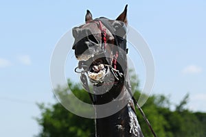 Horse during harness race
