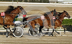 Horse harness race 017