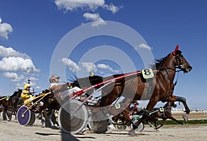 Horse harness race 013