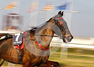 Horse harness race or sulky race in palma de mallorca hippodrome