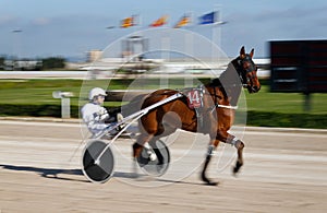 Horse harness racing in palma de mallorca hippodrome panning