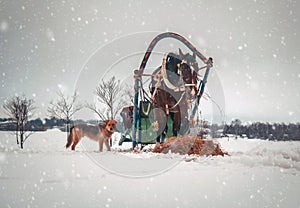 Horse in harness with red dog