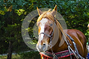 A horse in a harness stands in a deciduous forest