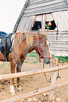 Horse with a harness stands at a hitching post near a wooden house