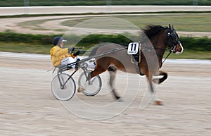 Horse harness sulky pony race in palma de mallorca hippodrome panning wide