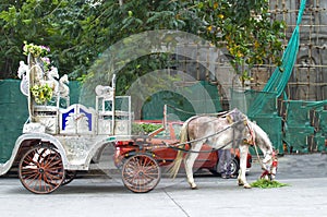 Horse harnessed with the carriage
