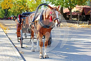 Horse harnessed to a carriage