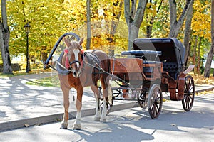 Horse harnessed to a carriage