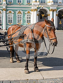 A horse harnessed to a carriage is waiting for tourists