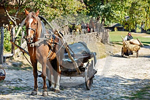 A horse harnessed to a vintage wooden cart on the background of a rural street on a summer sunny day