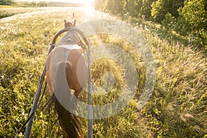 A horse harnessed to a wooden village cart rides through a field on a clear sunny day. View from the cart