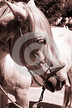 Horse with harnesses feeding on dry grass
