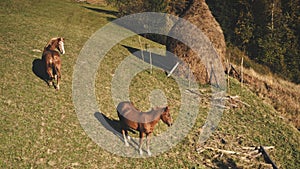 Horse at haystack on grass mountain hill aerial. Farm animals at nature landscape. Green pastures