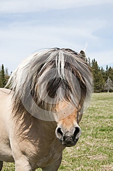 Horse head