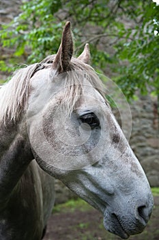 Horse head