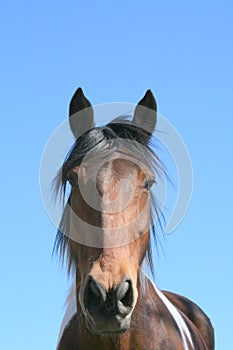 Horse Head photo