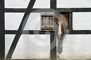 Horse head photo