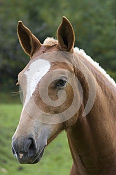 Horse head