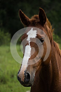 Horse head