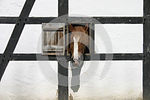 Horse head photo