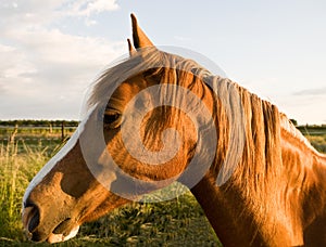 Horse head