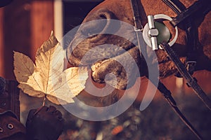 Horse head and autumn leaf. Autumn theme. Equestrian