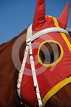 Horse Head with Blinders