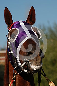 Horse Head with Blinders