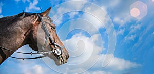 Horse head on blue sky. Copy space. Equestrian theme