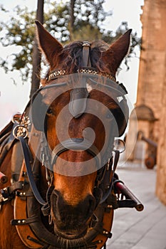Horse head with bridle
