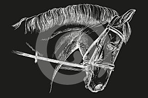 Horse head with bridle