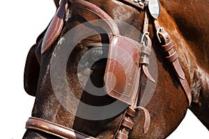 Horse head in bridle close isolated on white.