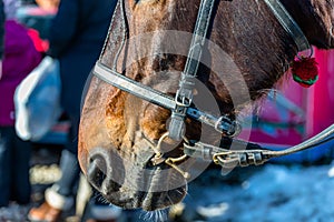 Horse head with bridle close up, visible bit, reins and noseband.