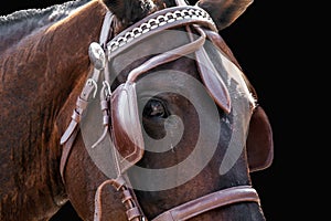 Horse head in bridle isolated.