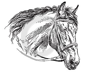 Horse head with bridle vector hand drawing illustration