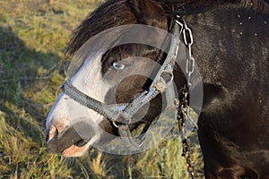 Horse head close-up